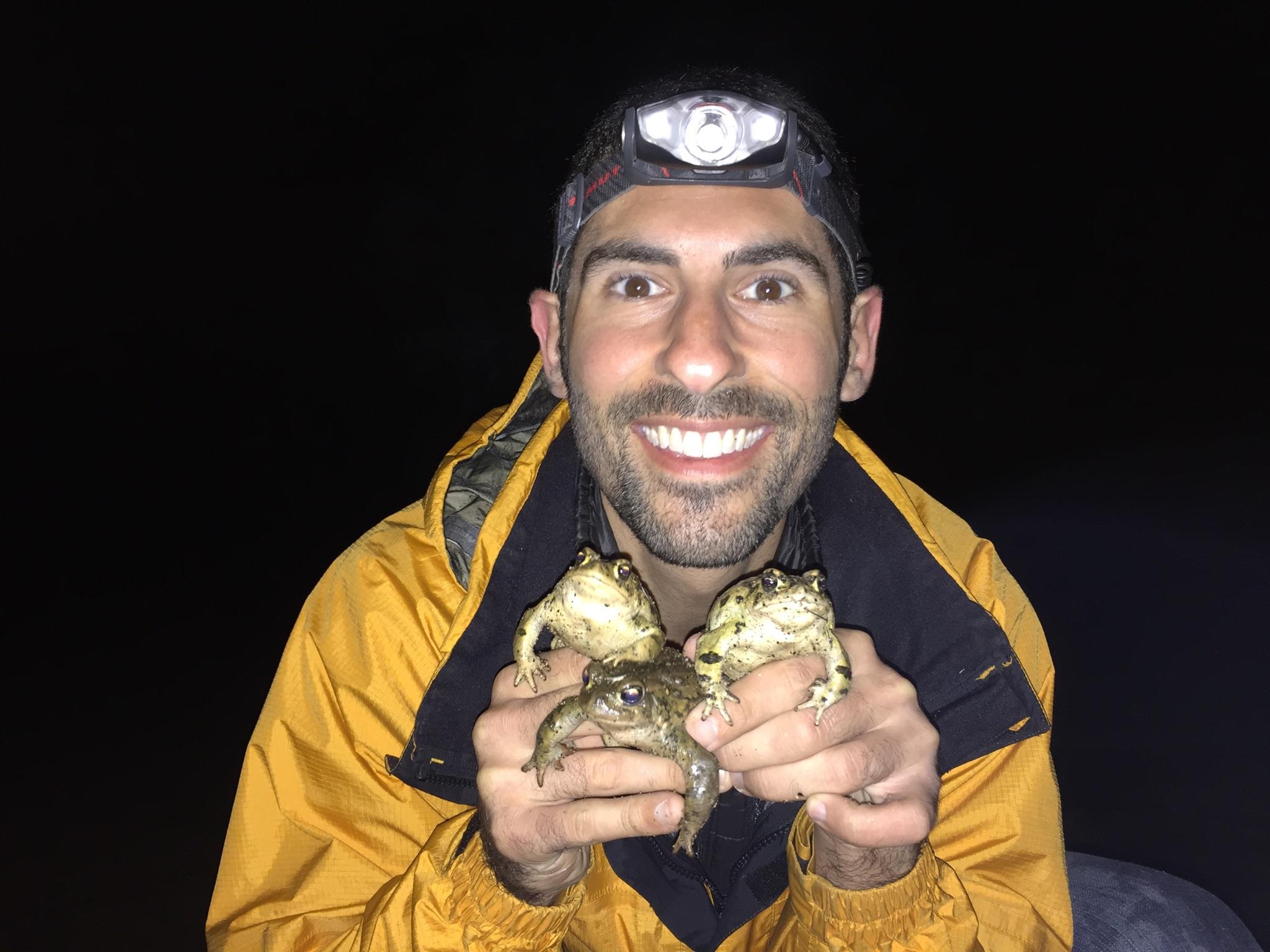 Yosemite toads in amplexus