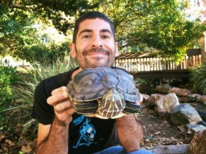 turtles