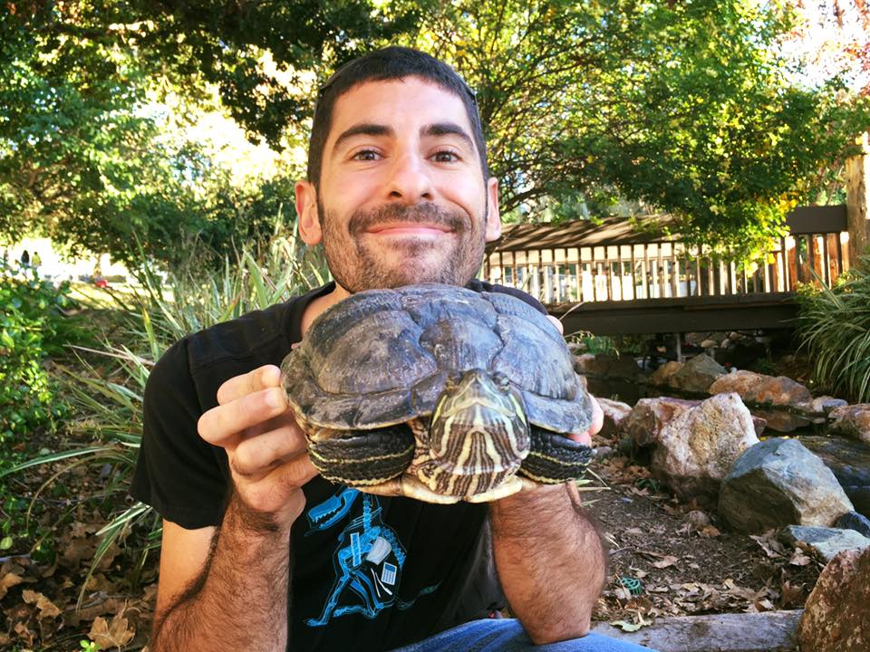 Turtles basking