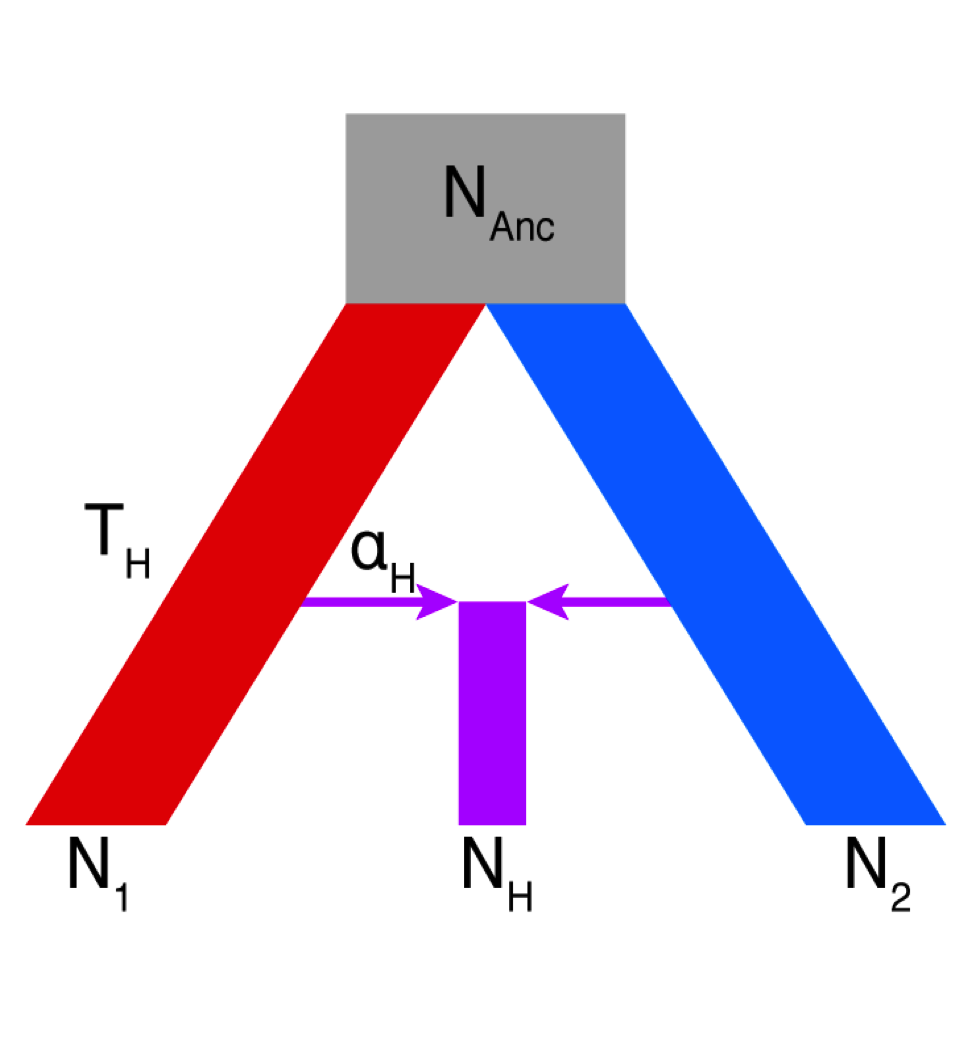 Simple demographic model of lineage fusion
