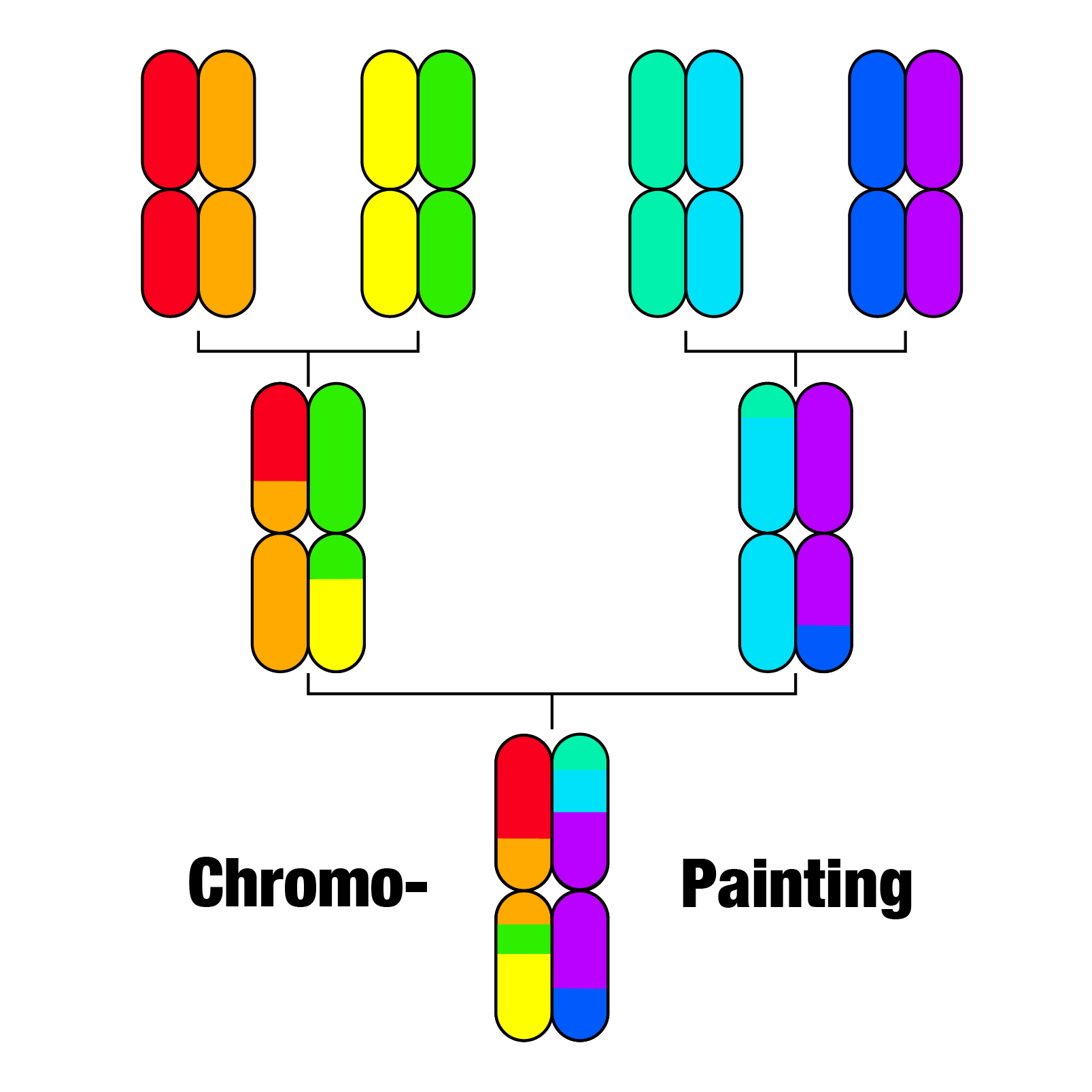Chromosome painting showing population ancestry along each chromosome