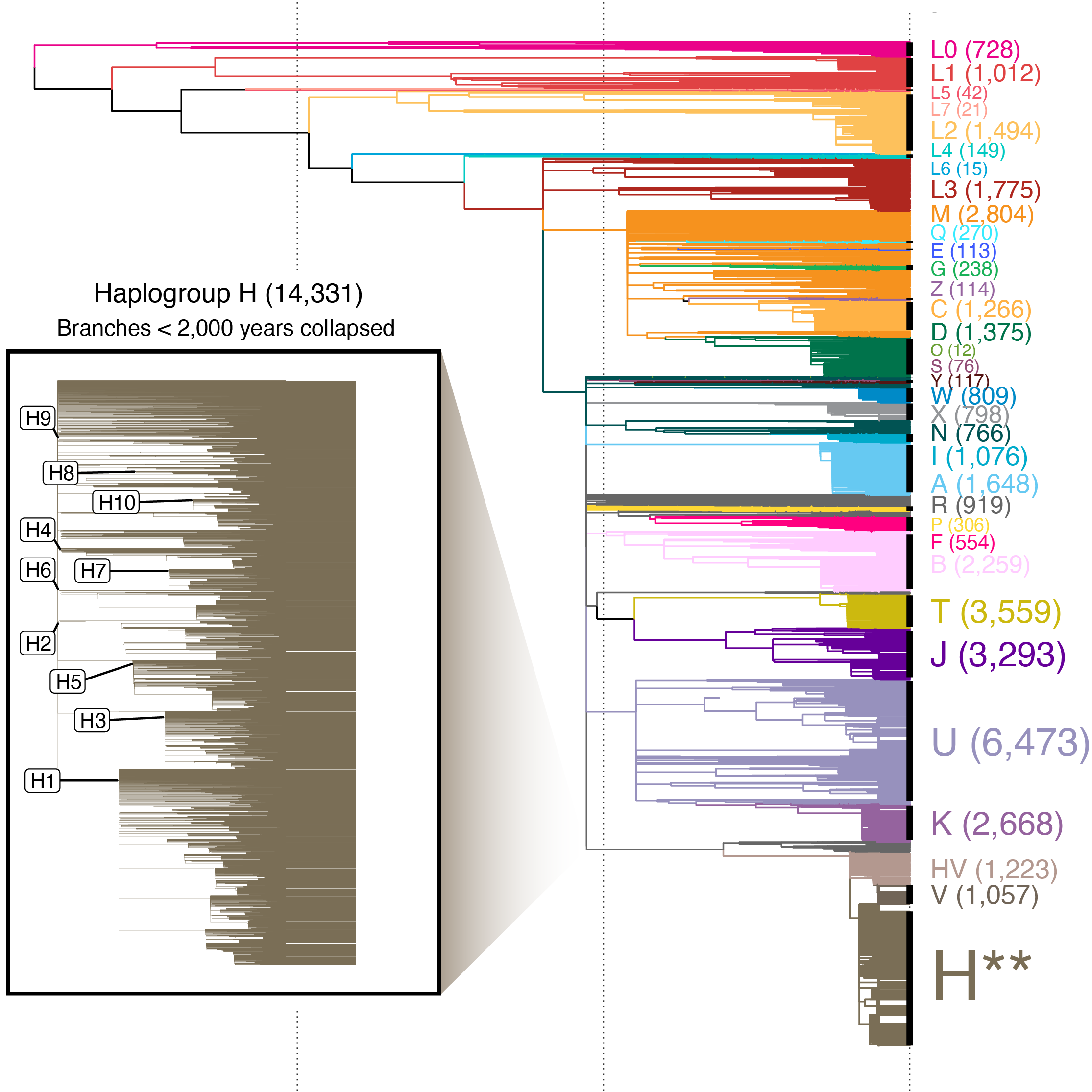 Time-calibrated phylogeny of deep African mitochondrial lineages