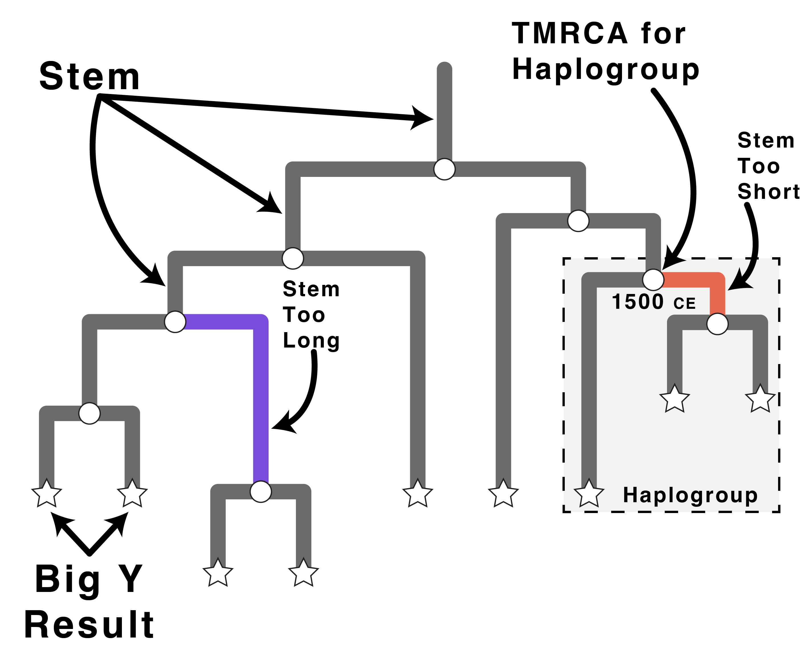 Diagram of stems, TMRCA, and Big Y results on a Y-chromosome phylogeny
