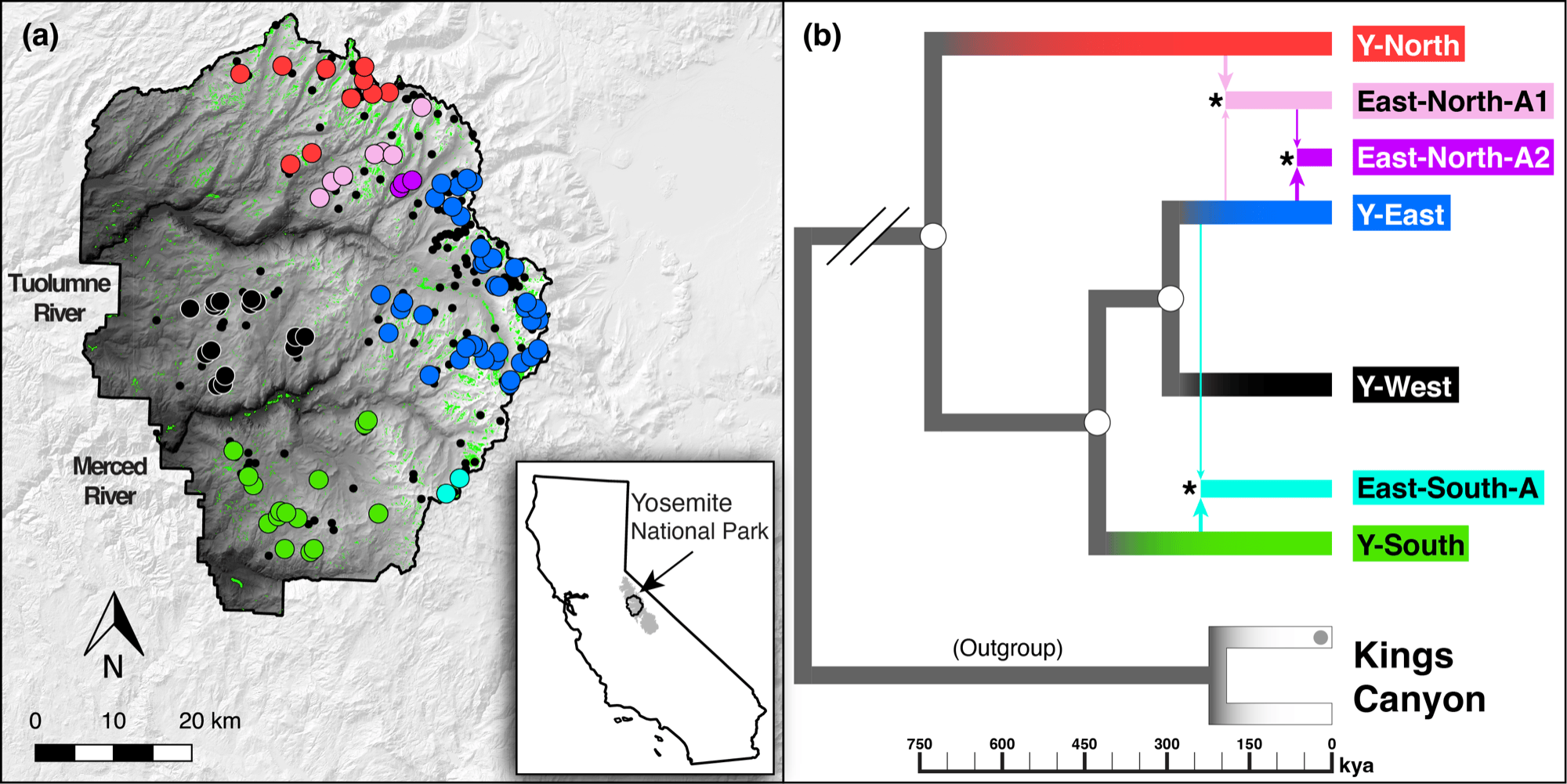 Map of Yosemite National Park with the 90 sampled Yosemite toad meadows colored by lineage, beside a dated phylogeny of the seven lineages